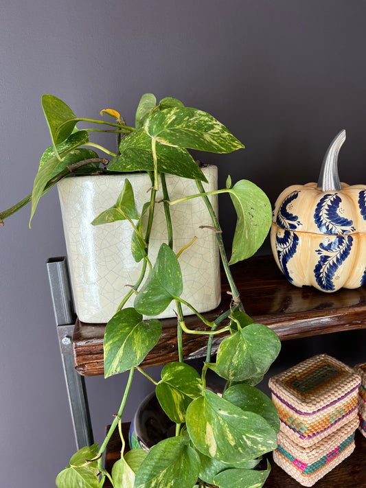 Beige ceramic Flower Pot